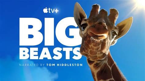 How to watch 'Big Beasts': Join Tom Hiddleston on a tour of the .